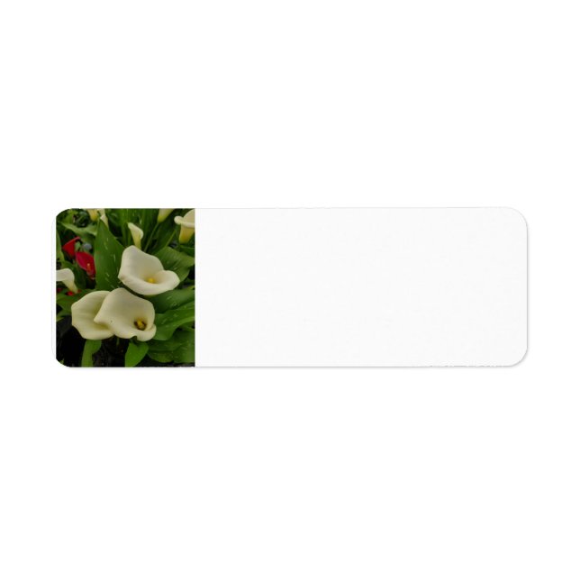 Calla lily label (Front)