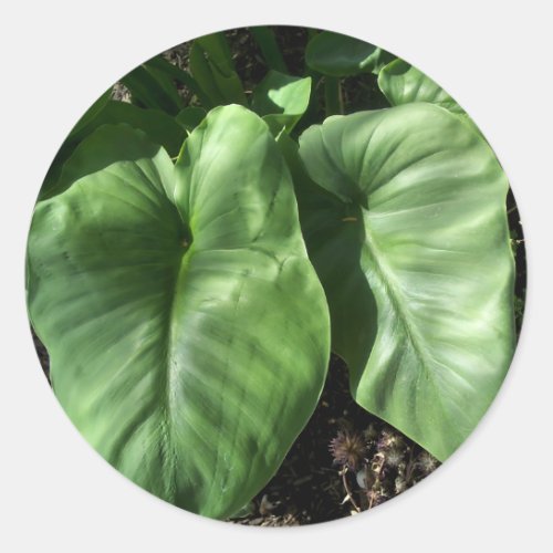 Calla Lily Leaves Classic Round Sticker