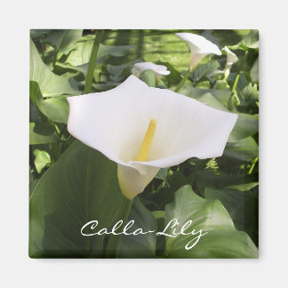 Calla-Lily Magnet