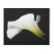 Calla Lily