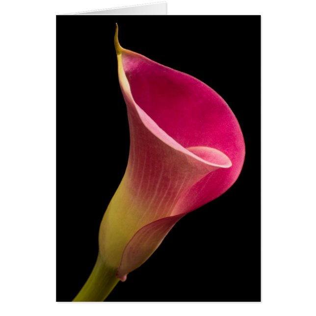 Calla Lily on Black Cards (Front)