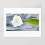 Calla Lily on Grey, Georgia O&#39;Keeffe  Postcard