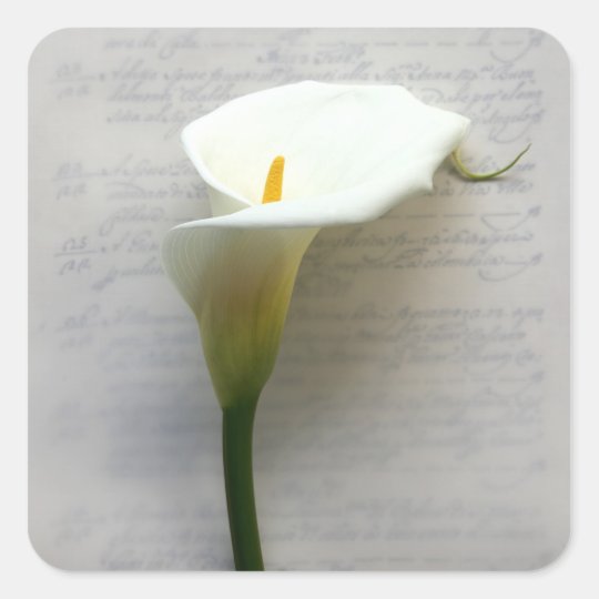 calla lily on old handwriting square stickers