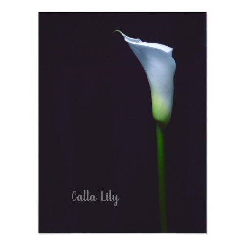 Calla lily     photo print