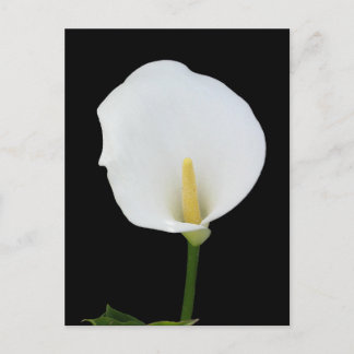 Calla Lily Postcard
