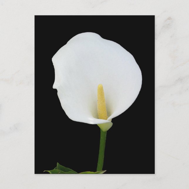 Calla Lily Postcard (Front)