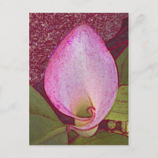 Calla Lily Postcard