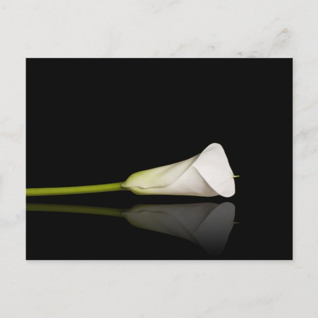 Calla lily postcard (Front)