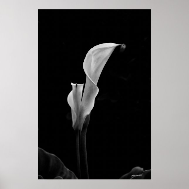 Calla Lily Poster (Front)