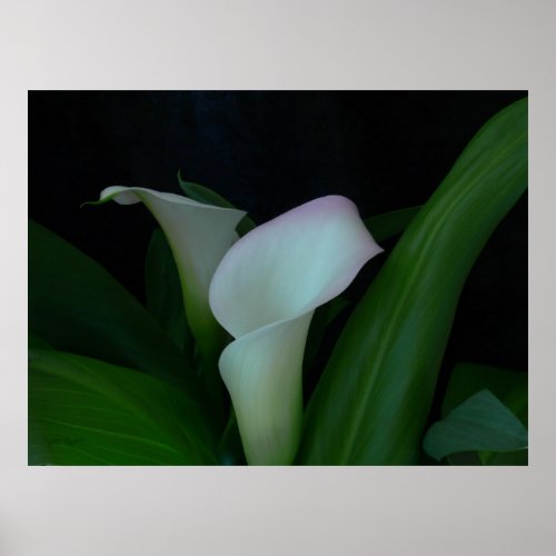 calla lily poster