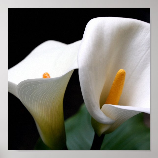 Calla Lily Poster Print (Front)