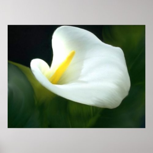 Calla Lily Print