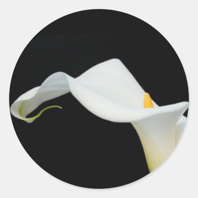 Calla Lily Sticker/Seal Classic Round Sticker (Front)