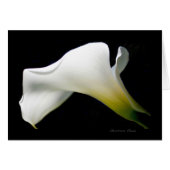 Calla Lily--with grace and style*: (Front Horizontal)