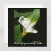Calla Lily, Zantedeschia (Front/Back)