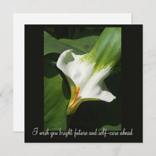 Calla Lily, Zantedeschia (Front/Back)