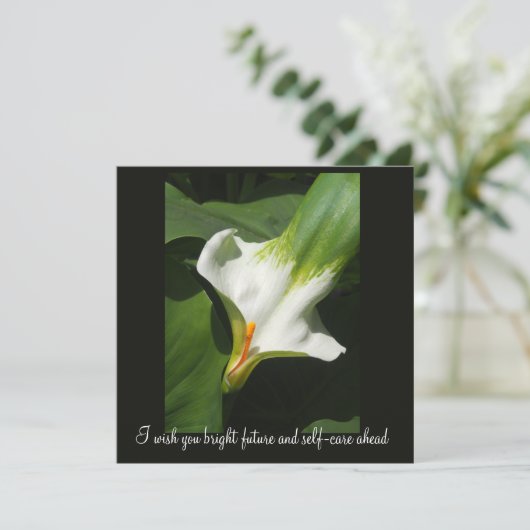 Calla Lily, Zantedeschia (Standing Front)