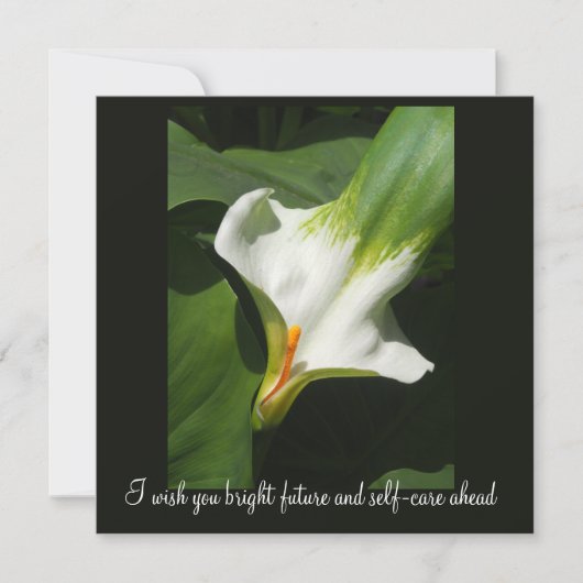 Calla Lily, Zantedeschia (Front)