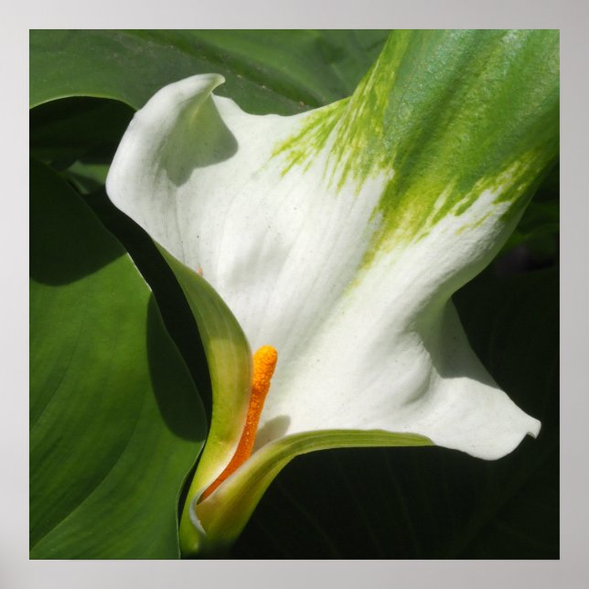 Calla Lily, Zantedeschia Poster (Front)
