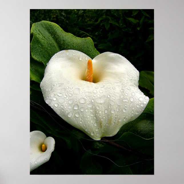Calla Lilys Poster (Front)