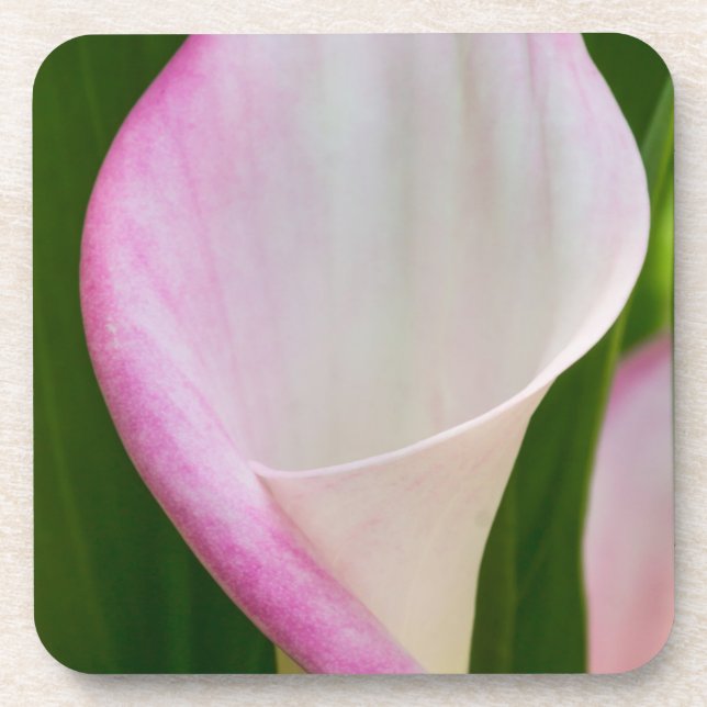 Calla Pano Beverage Coaster (Front)