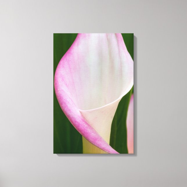 Calla Pano Canvas Print (Front)