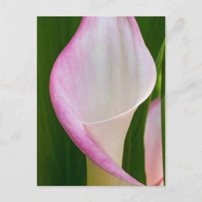 Calla Pano Postcard (Front)