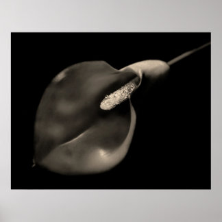 Calla Poster