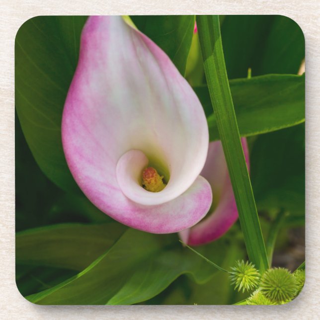 Calla Roll Beverage Coaster (Front)