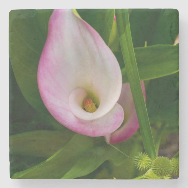 Calla Roll Stone Coaster (Front)