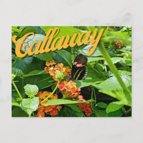 Callaway Garden Butterfly Flower Georgia Postcard