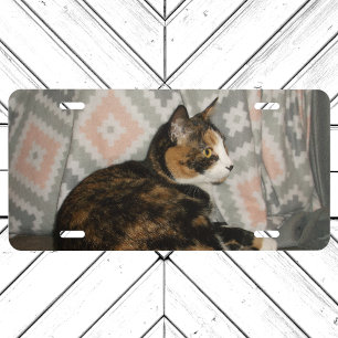 Callie Cat on Sofa License Plate