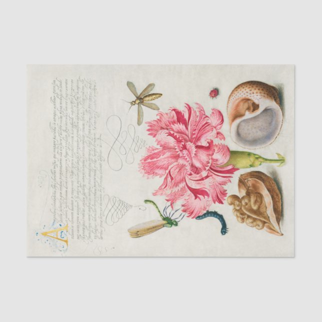 Calligraphy (Carnation, Insects & Marine Mollusk)  Tissue Paper (Front)