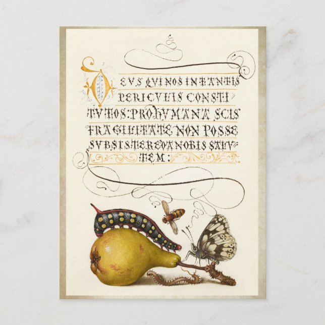 Calligraphy gilded initial vintage pear bug postcard (Front)