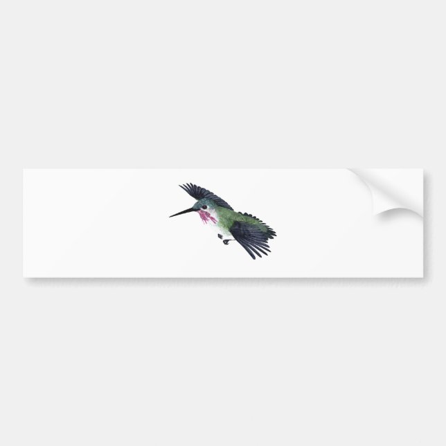 Calliope Hummingbird Bumper Sticker (Front)