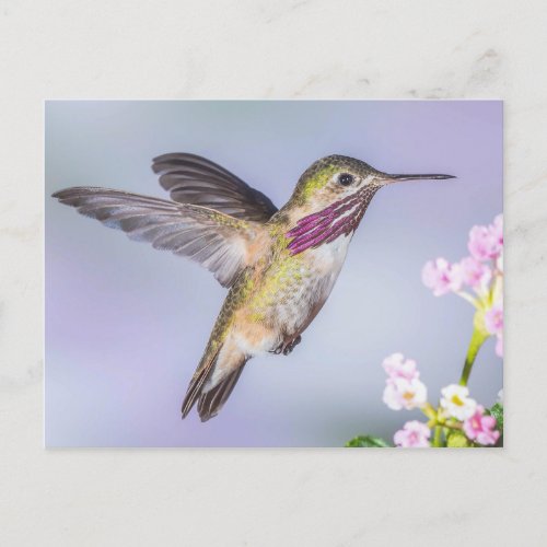 Calliope Hummingbird Flying in Purple  Pink Postcard
