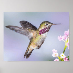 Calliope Hummingbird Flying in Purple & Pink Poster