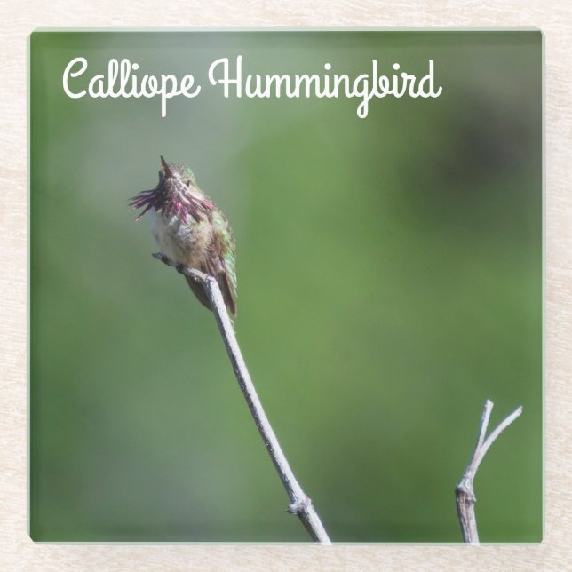 Calliope Hummingbird Glass Coaster (Front)