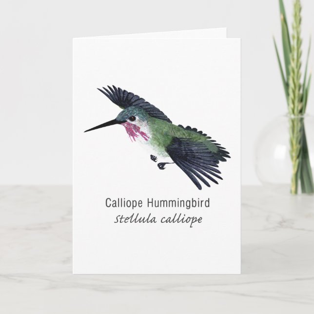 Calliope Hummingbird with Name Card (Front)
