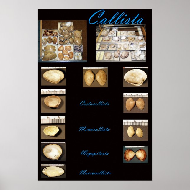 Callista Poster (Front)