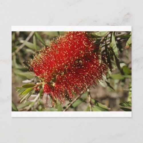 CALLISTEMON RED BOTTLE BRUSH TREE FLOWER AUSTRALIA POSTCARD