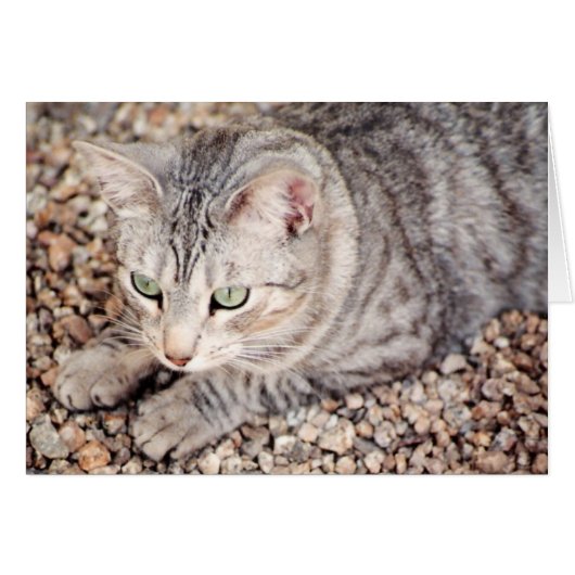 Callisto, silver tabby rescue cards (Front Horizontal)