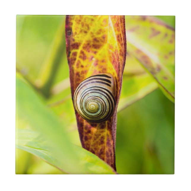 calm attachment ceramic tile (Front)