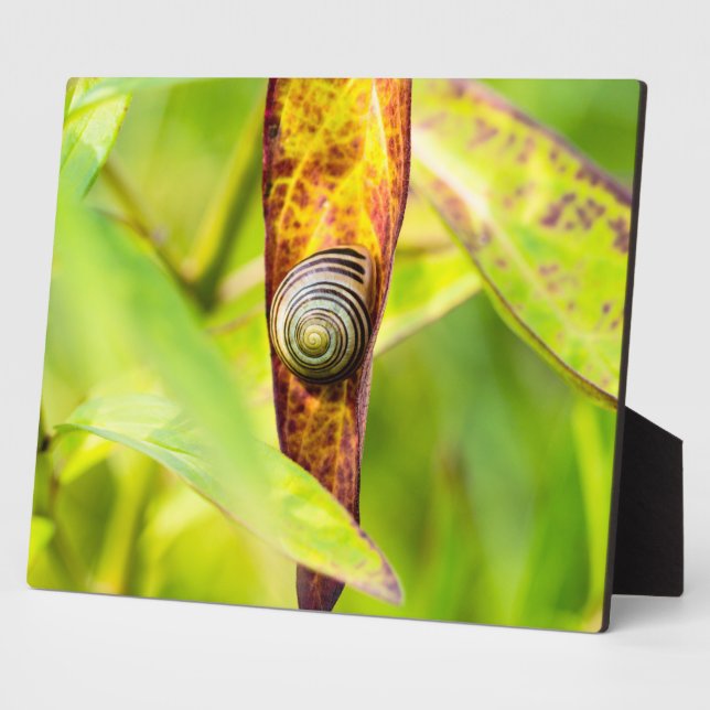 calm attachment plaque (Side)