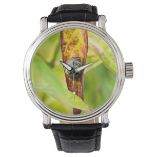 calm attachment watch