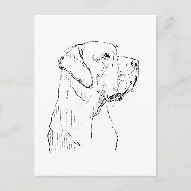 Calm Labrador Retriever  Postcard (Front)