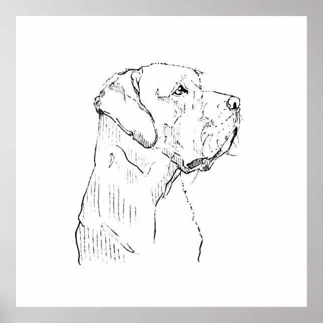 Calm Labrador Retriever Wall Art, Hand Drawn Poster (Front)