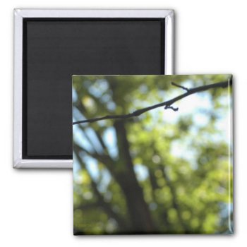 Calm Magnet  By H.a.s. Arts Magnet by hasarts88 at Zazzle