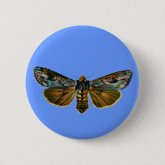 Calocampa vetusta button
