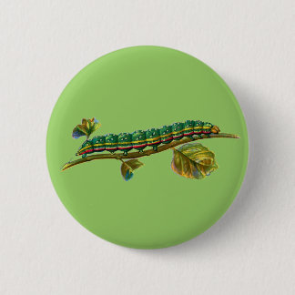 Calocampa vetusta caterpillar button